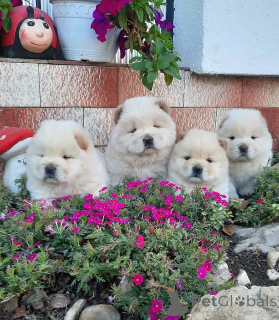 Photo №3. Chow chow chow. Serbie