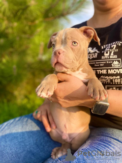 Photos supplémentaires: American Bully Kennel propose des chiots à la réservation