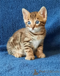 Photo №1. bengal - à vendre en ville de Bésée | 350€ | Annonce № 155432