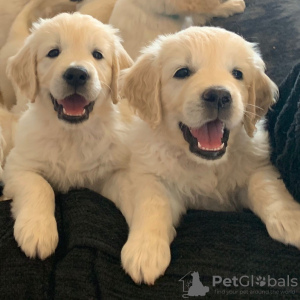 Photo №4. Je vais vendre golden retriever en ville de Neumünster. annonce privée, éleveur - prix - 400€