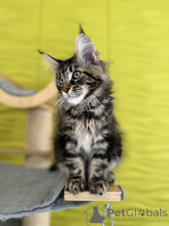 Photo №4. Je vais vendre maine coon en ville de Albacete. annonce privée - prix - 446€