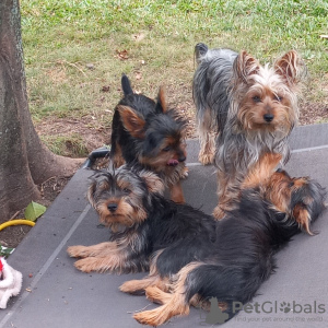 Photo №3. Chiots Silky Terrier à vendre. Allemagne