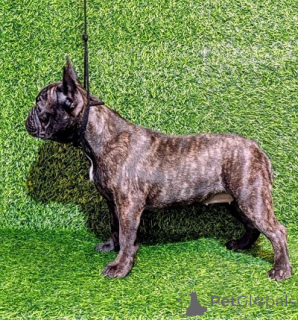 Photo №1. bouledogue - à vendre en ville de Sremska mitrovica | négocié | Annonce №174711