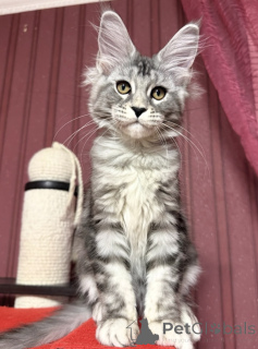 Photo №2 de l'annonce № 163666 de la vente maine coon - acheter à Allemagne éleveur