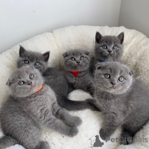 Photo №1. scottish fold - à vendre en ville de Vaskjala | négocié | Annonce № 168560