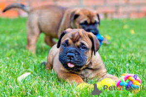 Photo №1. bullmastiff - à vendre en ville de Berlin | 700€ | Annonce №157192