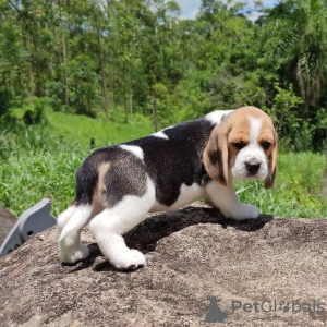 Photo №1. beagle - à vendre en ville de Paris | négocié | Annonce №70990