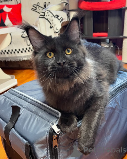 Photo №2 de l'annonce № 155323 de la vente maine coon - acheter à Danemark annonce privée
