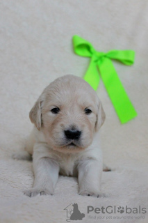 Photos supplémentaires: Chiots Golden Retriever