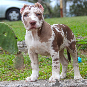 Photo №1. american bully - à vendre en ville de Kollnburg | 1599€ | Annonce №147441