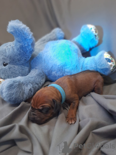 Photos supplémentaires: Puppy - descendant de la plus ancienne ferme d'élevage du monde