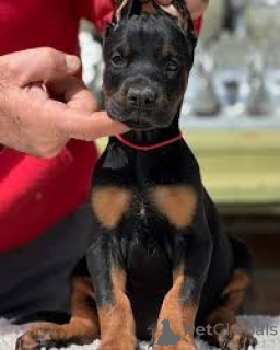 Photo №3. Acheter Doberman-puppy. Belgique