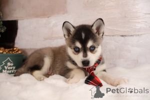 Photo №1. malamute de l'alaska - à vendre en ville de Aarbergen | 350€ | Annonce №171414