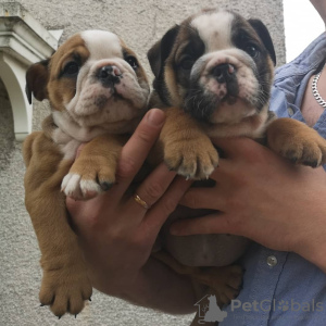 Photos supplémentaires: Chiots bouledogue anglais disponibles à la vente en Allemagne