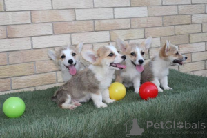 Photos supplémentaires: Chiots Welsh Corgi Pembroke