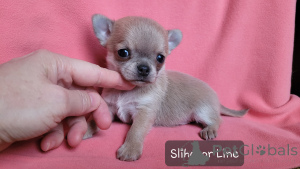 Photo №3. Chihuahua est un garçon bleu. Fédération de Russie