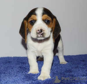 Photo №1. beagle - à vendre en ville de Никосия | négocié | Annonce №79586