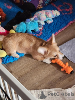 Photo №2 de l'annonce № 170568 de la vente welsh corgi - acheter à Georgia éleveur