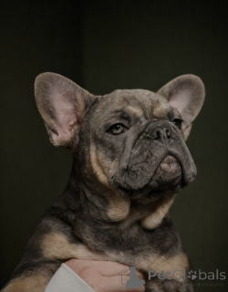 Photo №1. bouledogue - à vendre en ville de Innsbruck | 1600€ | Annonce №161460