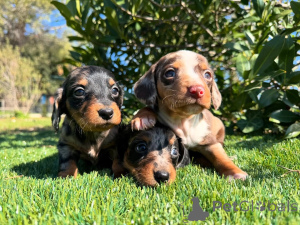 Photo №1. teckel - à vendre en ville de Munich | négocié | Annonce №160853