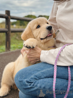 Photo №2 de l'annonce № 158049 de la vente golden retriever - acheter à Allemagne éleveur