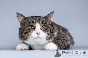 Photo №2 de l'annonce № 161457 de la vente  - acheter à Fédération de Russie annonce privée