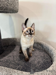 Photo №3. Adorables chatons du Bengale pour adoption. Allemagne