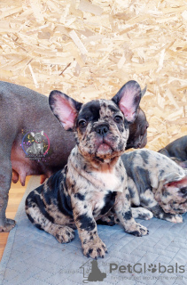 Photo №3. Bouledogue français merle garçon. Fédération de Russie