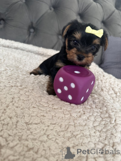 Photo №1. yorkshire terrier - à vendre en ville de Denver | 319€ | Annonce №140840