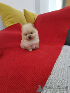 Photo №3. Poméranien Spitz. Serbie