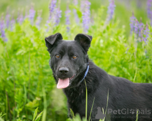 Photo №1. chien bâtard - à vendre en ville de Москва | Gratuit | Annonce №120737