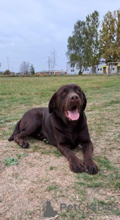 Photo №1. labrador retriever - à vendre en ville de Koceljeva | négocié | Annonce №83291