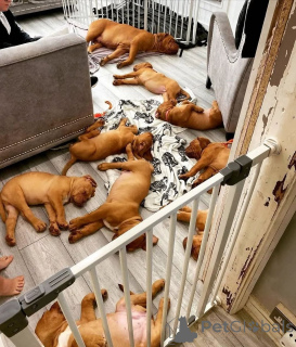Photo №3. Mignons chiots Dogue de Bordeaux disponibles à la vente.. Allemagne