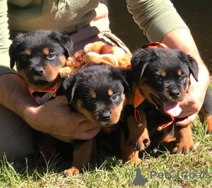 Photo №2 de l'annonce № 125351 de la vente rottweiler - acheter à Allemagne annonce privée