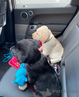 Photo №2 de l'annonce № 155343 de la vente labrador retriever - acheter à La Grande-Bretagne annonce privée