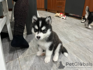 Photo №3. Chiot Husky Sibérien. La finlande