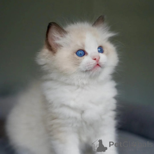 Photo №1. ragdoll - à vendre en ville de Beringen | négocié | Annonce № 167324