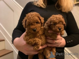 Photo №3. De jolis chiots caniches jouets disponibles en adoption gratuite. Allemagne