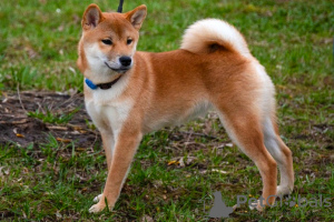 Photos supplémentaires: Chiots Shiba Inu