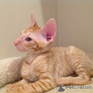 Photo №4. Je vais vendre cornish rex en ville de Ribnik, Bosnie et Herzégovine. annonce privée, éleveur - prix - négocié