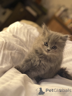 Photo №4. Je vais vendre british shorthair en ville de Tbilissi. annonce privée - prix - 191€