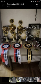 Photo №4. Je vais vendre schnauzer miniature en ville de Belgrade.  - prix - négocié