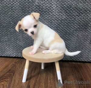 Photo №2 de l'annonce № 169848 de la vente chihuahua - acheter à USA éleveur