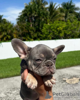 Photo №3. Chiots bouledogue français à vendre. Allemagne