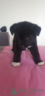 Photo №1. akita (chien) - à vendre en ville de Эспоо | 320€ | Annonce №123492