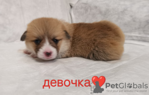 Photo №2 de l'annonce № 80707 de la vente welsh corgi - acheter à Fédération de Russie annonce privée