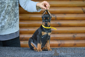 Photos supplémentaires: Chiots Dobermann à vendre