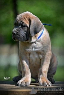 Photo №4. Je vais vendre cane corso en ville de Belgrade. éleveur - prix - négocié