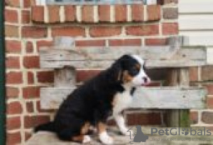 Photo №1. bouvier bernois - à vendre en ville de Fallåker | Gratuit | Annonce №129097