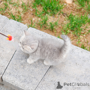 Photo №2 de l'annonce № 152207 de la vente munchkin - acheter à USA éleveur